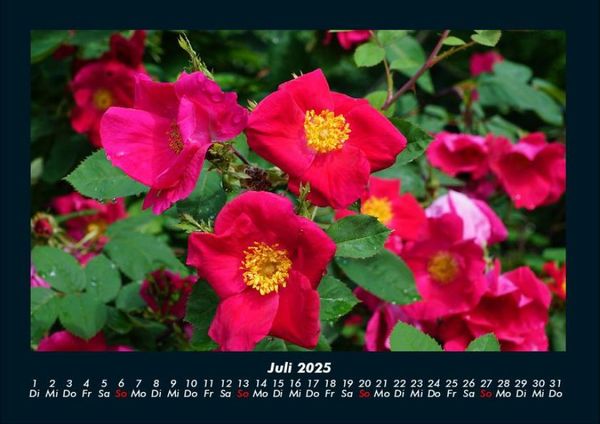 Produktbild: Pflanzen und Bl&uuml;ten 2025 Fotokalender DIN A4