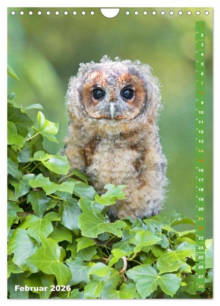 Produktbild: Eulen: In die Augen geschaut (Wandkalender 2026 DIN A4 hoch), CALVENDO Monatskalender
