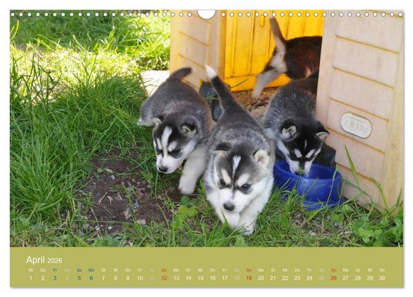 Produktbild: Husky Welpen (Wandkalender 2026 DIN A3 quer), CALVENDO Monatskalender