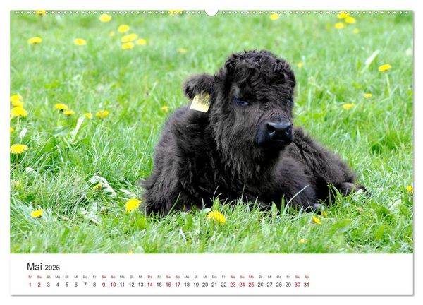 Produktbild: K&auml;lber - Kleine Herzensbrecher auf den Wiesen (Wandkalender 2026 DIN A2 quer), CALVENDO Monatskalender