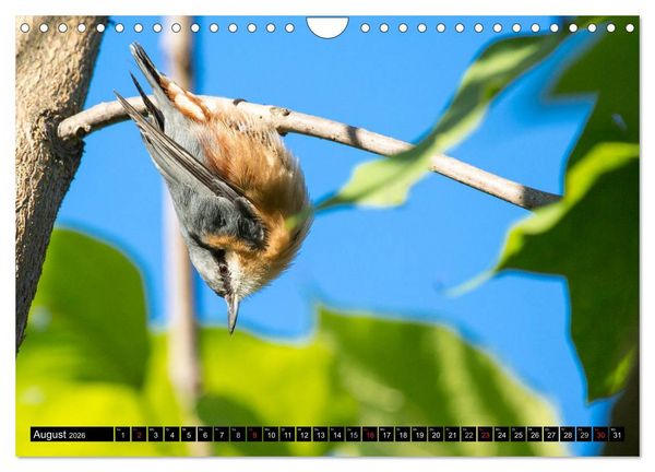 Produktbild: Gartenv&ouml;gel (Wandkalender 2026 DIN A4 quer), CALVENDO Monatskalender