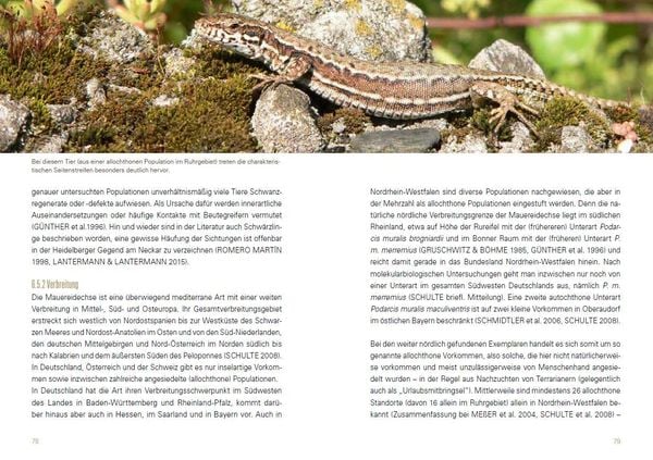 Produktbild: Heimische Eidechsen im Freiland und Terrarium