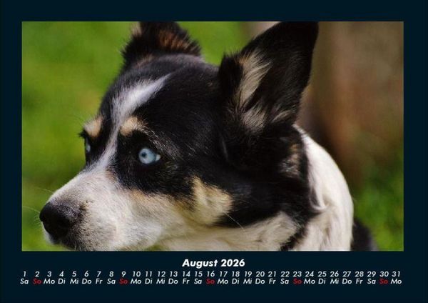 Produktbild: Tiere in der Wildnis 2026 Fotokalender DIN A4