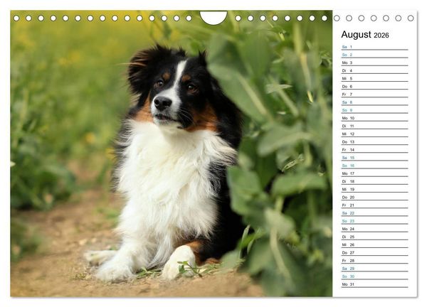 Produktbild: Australian Shepherd Tri Color (Wandkalender 2026 DIN A4 quer), CALVENDO Monatskalender