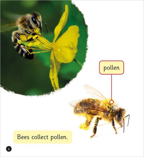 Produktbild: Interesting Insects (Set 7)