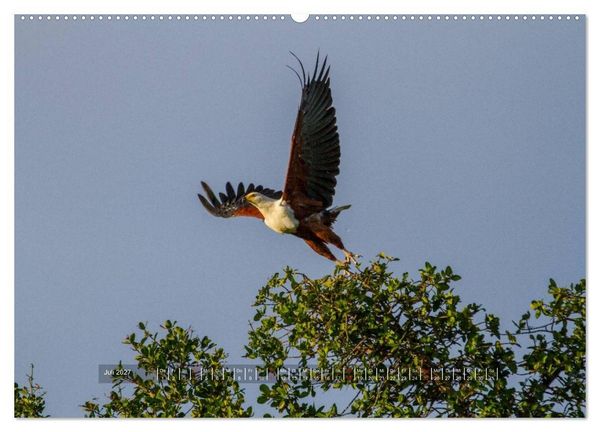 Produktbild: Abenteuer Botswana Afrika - Adventure Botswana (hochwertiger Premium Wandkalender 2027 DIN A2 quer), Kunstdruck in Hochglanz