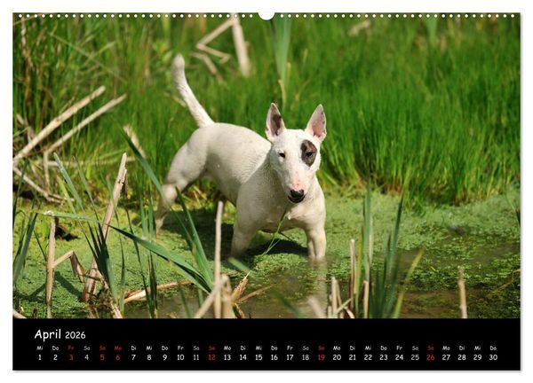 Produktbild: Bullterrier? Was sonst! (hochwertiger Premium Wandkalender 2026 DIN A2 quer), Kunstdruck in Hochglanz
