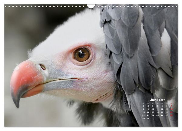 Produktbild: GEIERPORTR&Auml;TS (Wandkalender 2026 DIN A3 quer), CALVENDO Monatskalender