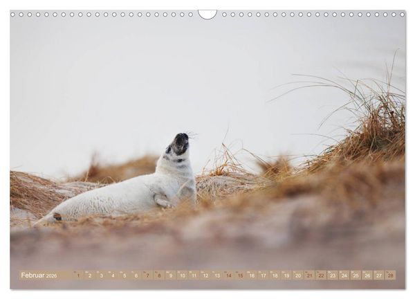 Produktbild: Kegelrobben - Die Kegelrobben von Helgoland (Wandkalender 2026 DIN A3 quer), CALVENDO Monatskalender