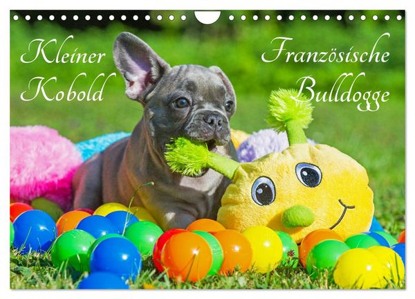 Kleiner Kobold Französische Bulldogge (Wandkalender 2026 DIN A4 quer), CALVENDO Monatskalender