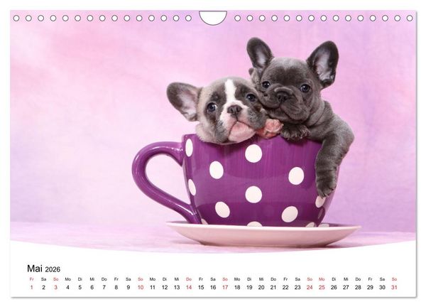 Produktbild: Bullys - Franz&ouml;sische Bulldoggen 2026 (Wandkalender 2026 DIN A4 quer), CALVENDO Monatskalender