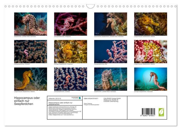 Produktbild: Hippocampus oder einfach nur Seepferdchen (Wandkalender 2026 DIN A3 quer), CALVENDO Monatskalender