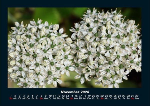 Produktbild: Blumentr&auml;ume 2026 Fotokalender DIN A4