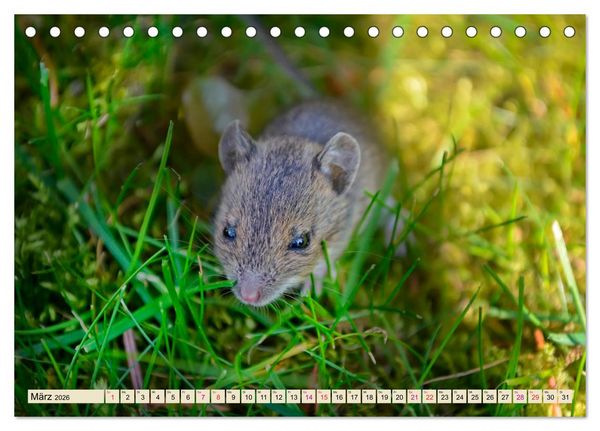 Produktbild: Kleiner Nager - Maus (Tischkalender 2026 DIN A5 quer), CALVENDO Monatskalender
