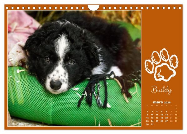 Produktbild: Border collie puppies (Calendrier mural 2026 DIN A4 vertical), CALVENDO calendrier mensuel