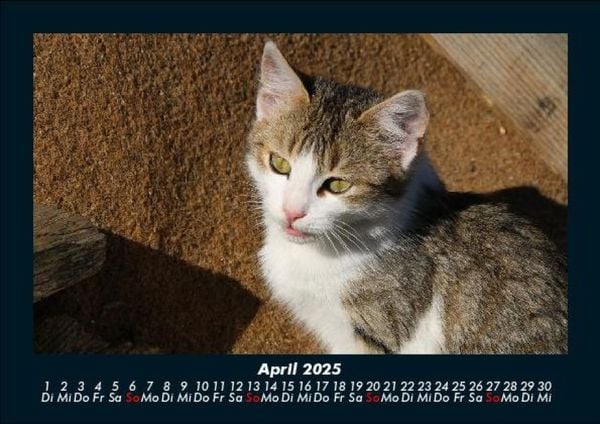 Produktbild: Haustierkalender 2025 Fotokalender DIN A5