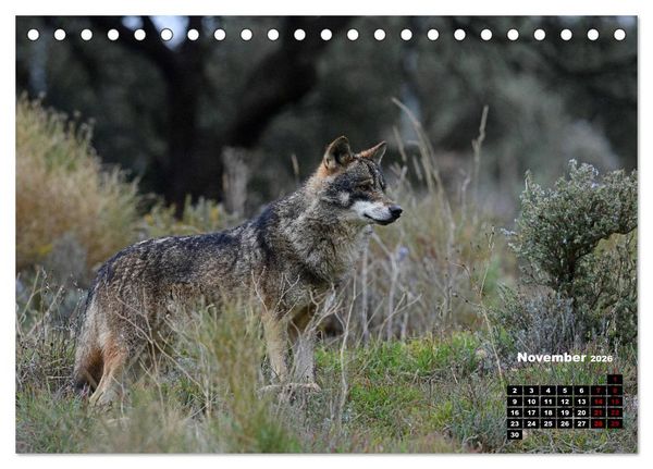 Produktbild: Willkommen Wolf (Tischkalender 2026 DIN A5 quer), CALVENDO Monatskalender