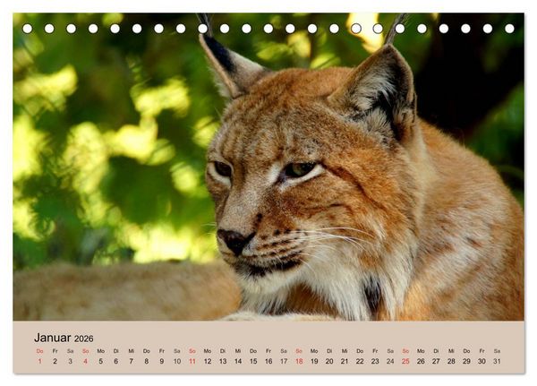 Produktbild: Der Luchs. Pinselohren und Bernsteinaugen (Tischkalender 2026 DIN A5 quer), CALVENDO Monatskalender