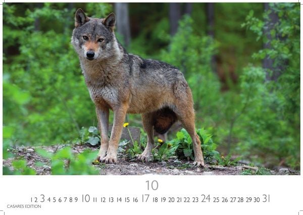 Produktbild: W&ouml;lfe Kalender 2027 &ndash; Wandkalender | Fotokalender Tierkalender 24x35cm - . mit faszinierenden Wolf-Motiven,