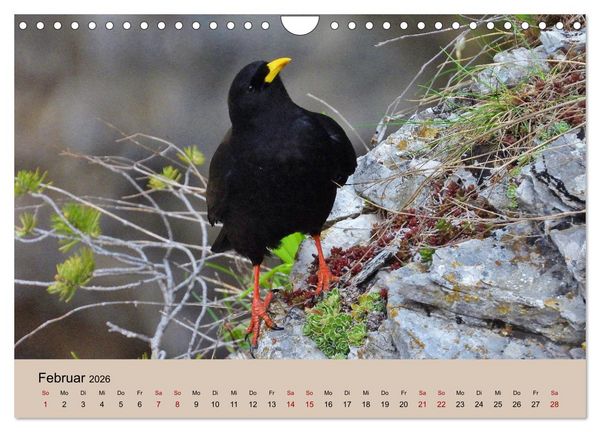 Produktbild: Flamingo und Co - Faszinierende Vogelwelt S&uuml;dfrankreichs (Wandkalender 2026 DIN A4 quer), CALVENDO Monatskalender