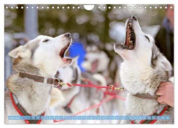 Produktbild: Schlittenhunderennen: Rasantes Schneetreiben (Wandkalender 2026 DIN A4 quer), CALVENDO Monatskalender