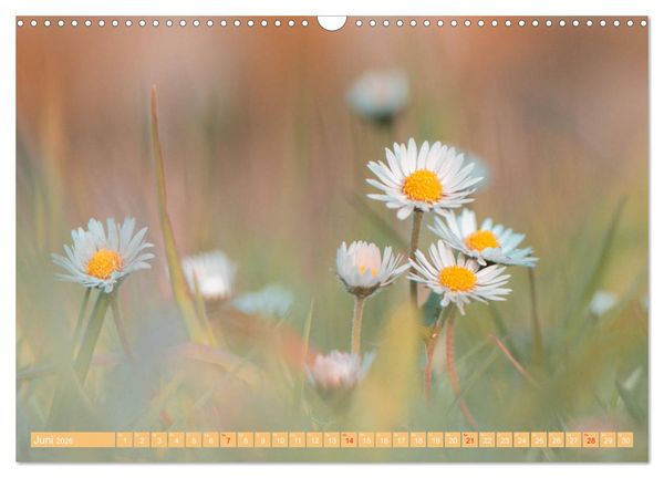 Produktbild: G&auml;nsebl&uuml;mchen Poesie (Wandkalender 2026 DIN A3 quer), CALVENDO Monatskalender