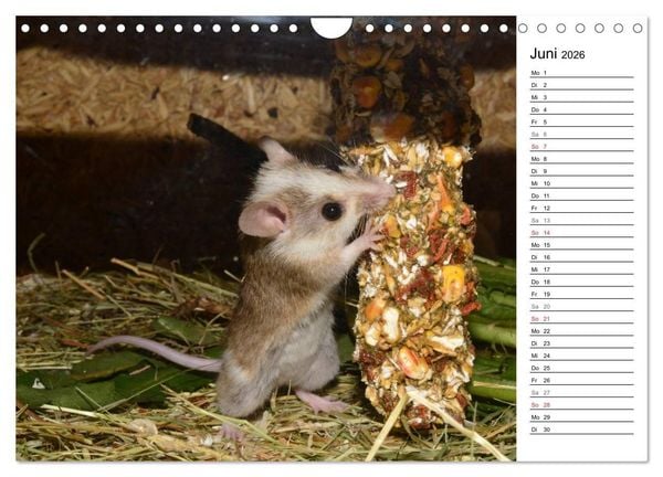 Produktbild: Mausebande (Wandkalender 2026 DIN A4 quer), CALVENDO Monatskalender