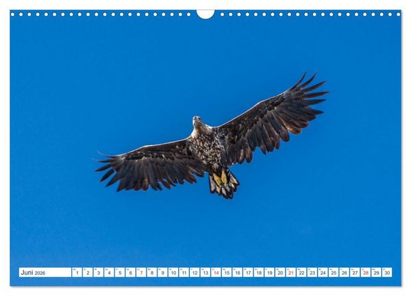 Produktbild: Lofoten Vester&aring;len (Wandkalender 2026 DIN A3 quer), CALVENDO Monatskalender