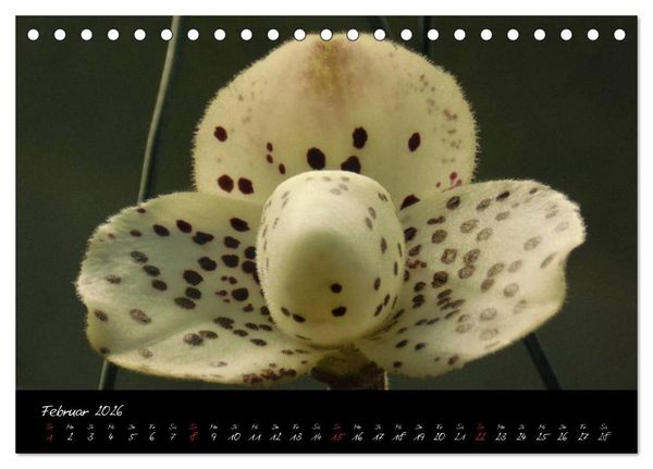 Produktbild: Farbenreiche Orchideen (Tischkalender 2026 DIN A5 quer), CALVENDO Monatskalender