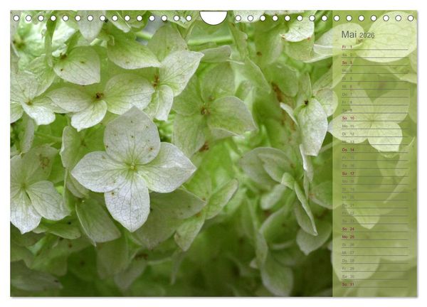 Produktbild: Hortensien / Geburtstagskalender (Wandkalender 2026 DIN A4 quer), CALVENDO Monatskalender
