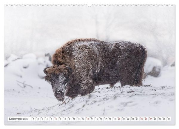 Produktbild: Emotionale Momente: Der Wisent. (hochwertiger Premium Wandkalender 2026 DIN A2 quer), Kunstdruck in Hochglanz