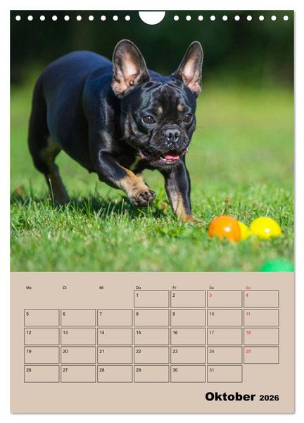 Produktbild: Jahresplaner Franz&ouml;sische Bulldogge (Wandkalender 2026 DIN A4 hoch), CALVENDO Monatskalender