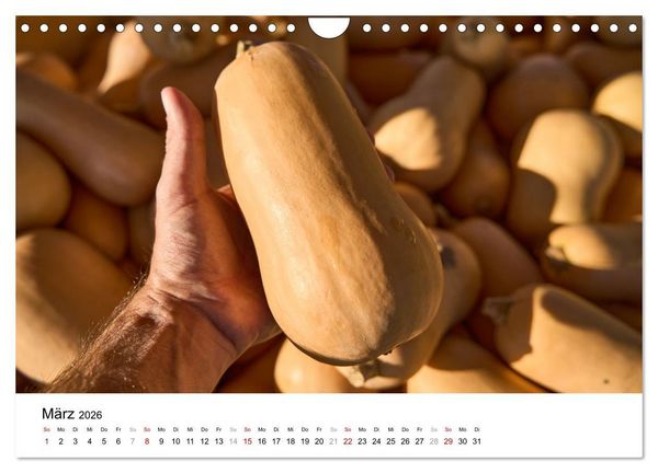 Produktbild: K&Uuml;RBIS KALENDER - Die sch&ouml;nsten K&uuml;rbisse des Jahres (Wandkalender 2026 DIN A4 quer), CALVENDO Monatskalender