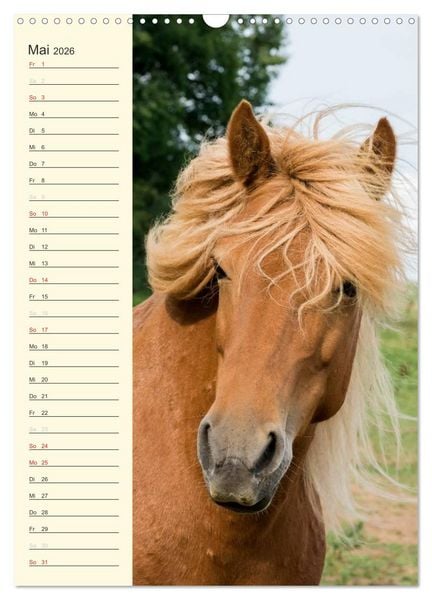 Produktbild: Islandpferde Geburtstagskalender (Wandkalender 2026 DIN A3 hoch), CALVENDO Monatskalender