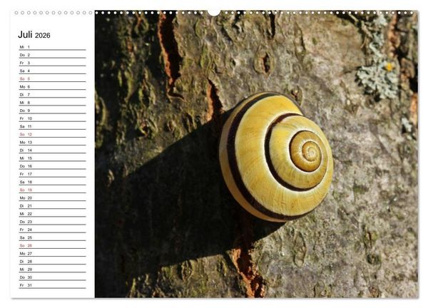 Produktbild: Der Schneckenkalender (Wandkalender 2026 DIN A2 quer), CALVENDO Monatskalender