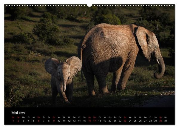 Produktbild: Elefanten - Die sanften Riesen Afrikas (Wandkalender 2027 DIN A2 quer), CALVENDO Monatskalender