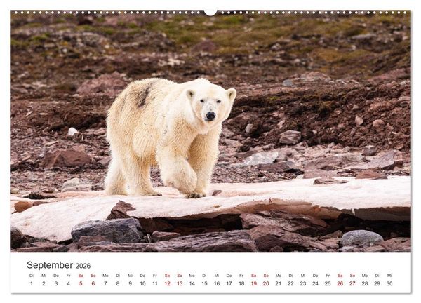 Produktbild: Naturparadies Svalbard (Wandkalender 2026 DIN A2 quer), CALVENDO Monatskalender