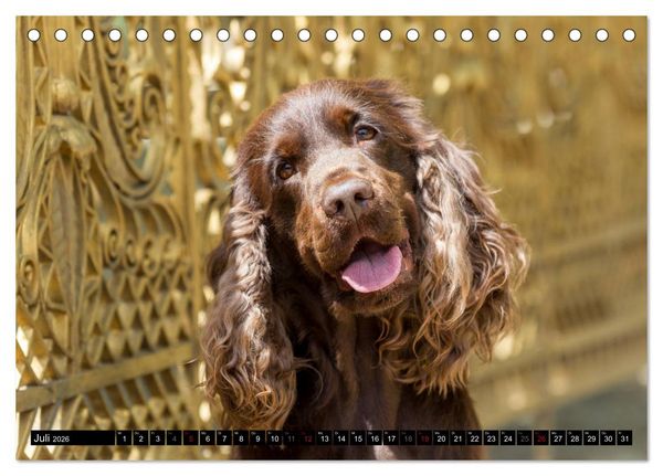 Produktbild: English Cocker Spaniel - Fr&ouml;hliche Gesellen (Tischkalender 2026 DIN A5 quer), CALVENDO Monatskalender