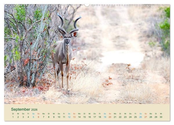 Produktbild: Antilopen, sch&ouml;n und schnell (hochwertiger Premium Wandkalender 2026 DIN A2 quer), Kunstdruck in Hochglanz