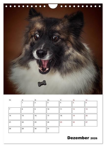 Produktbild: Fang das Leckerli (Wandkalender 2026 DIN A4 hoch), CALVENDO Monatskalender