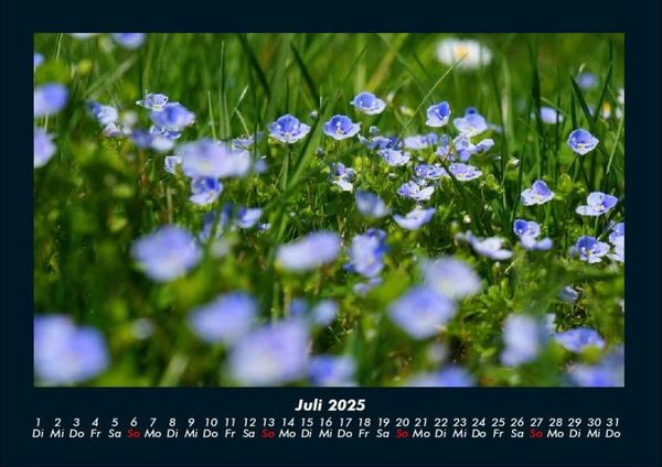 Produktbild: Pflanzen und Bl&uuml;ten 2025 Fotokalender DIN A4