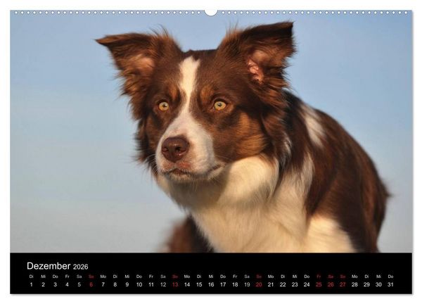 Produktbild: Border Collie 2026 (hochwertiger Premium Wandkalender 2026 DIN A2 quer), Kunstdruck in Hochglanz