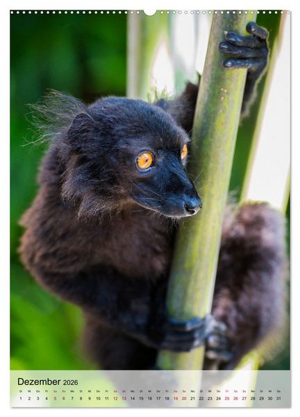 Produktbild: MADAGASKAR: Baobabs, Lemuren, Naturwunder (hochwertiger Premium Wandkalender 2026 DIN A2 hoch), Kunstdruck in Hochglanz