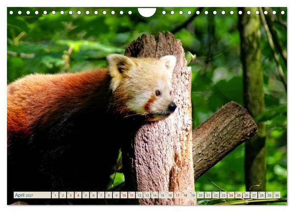 Produktbild: Kleiner Panda auf Entdeckungstour (Wandkalender 2027 DIN A4 quer), CALVENDO Monatskalender