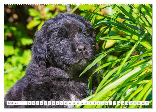 Produktbild: Neufundl&auml;nder - Alle fangen mal klein an (hochwertiger Premium Wandkalender 2026 DIN A2 quer), Kunstdruck in Hochglanz