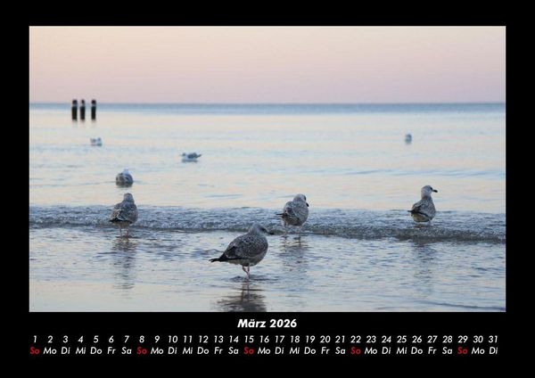 Produktbild: M&ouml;wen 2026 Fotokalender DIN A3