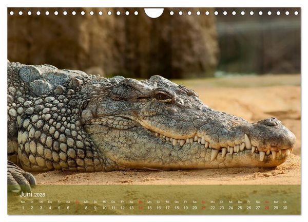 Produktbild: Alligatoren und Co. (Wandkalender 2026 DIN A4 quer), CALVENDO Monatskalender