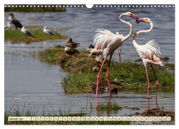 Produktbild: Afrika. Botswanas wundervolle Tierwelt (Wandkalender 2026 DIN A3 quer), CALVENDO Monatskalender