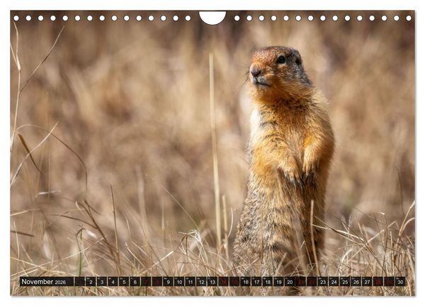 Produktbild: Wildtierkalender (Wandkalender 2026 DIN A4 quer), CALVENDO Monatskalender