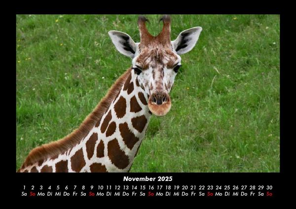 Produktbild: Giraffen 2025 Fotokalender DIN A3